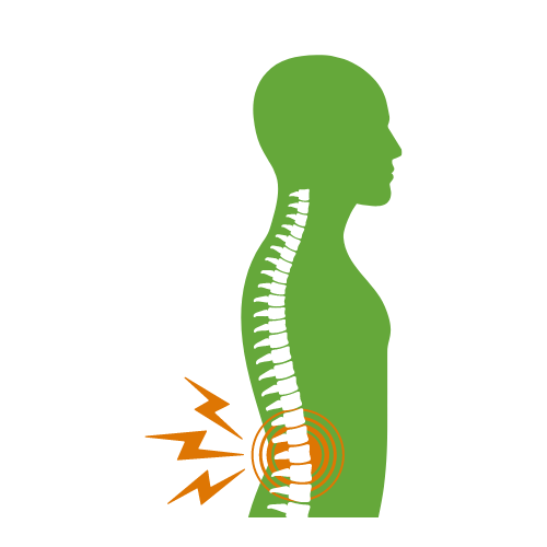 spine